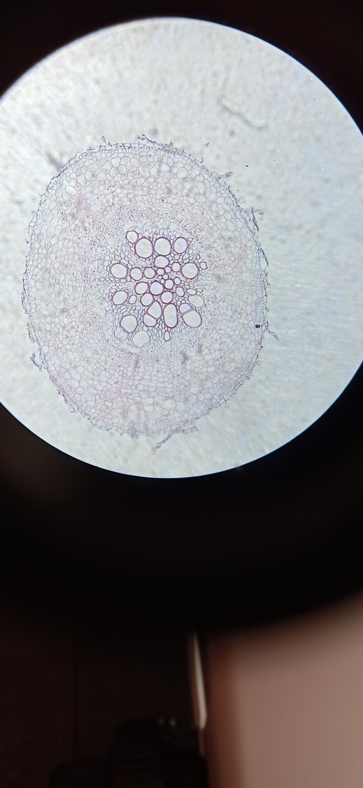 plant cell microscopic view