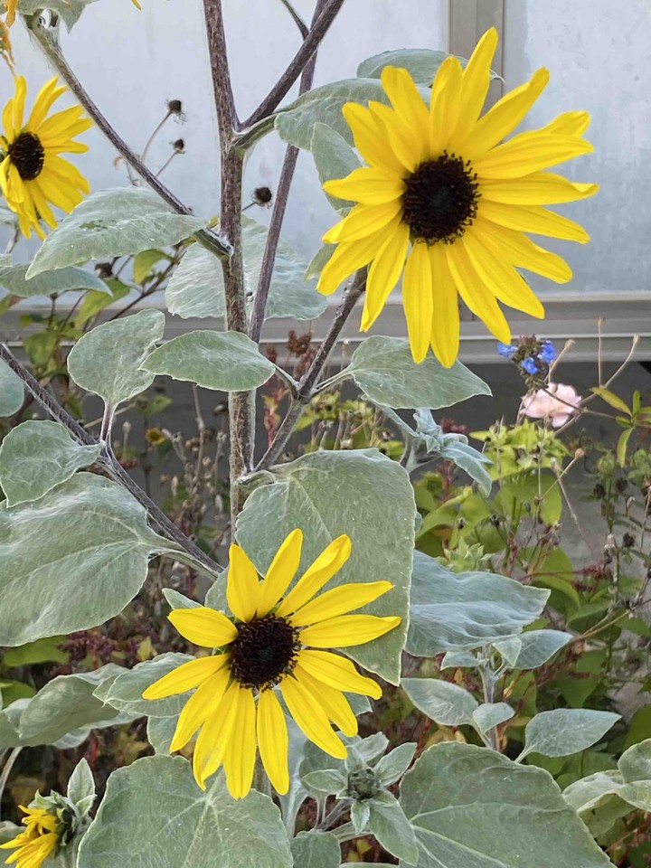秋のお花