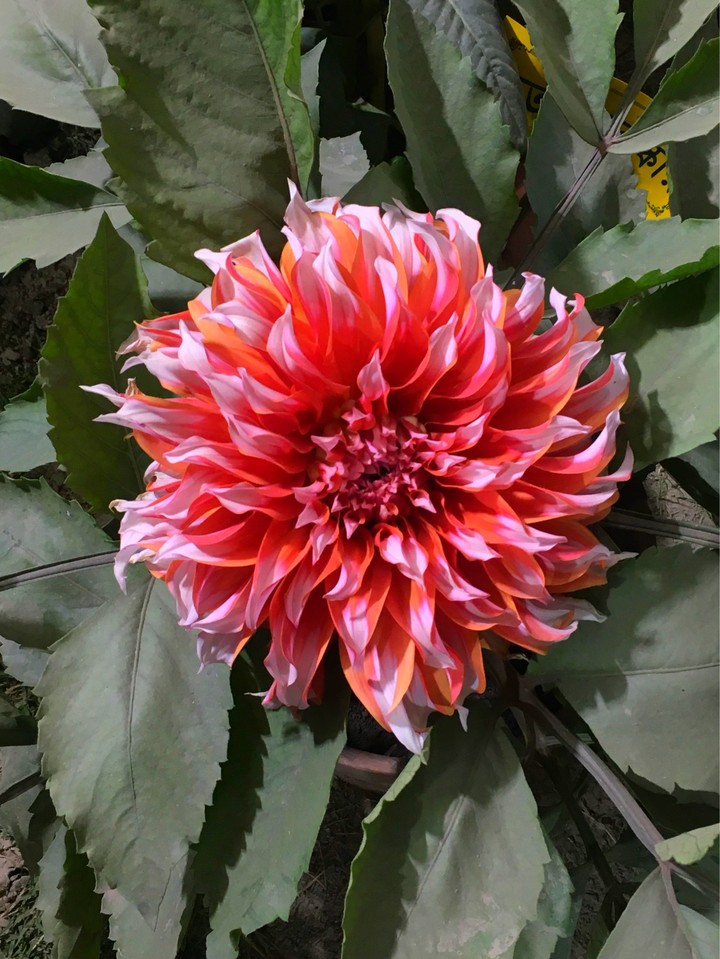 nice flower