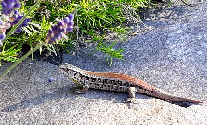 lizard from my garden