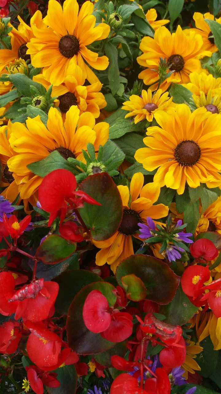 Flower rainbow #3