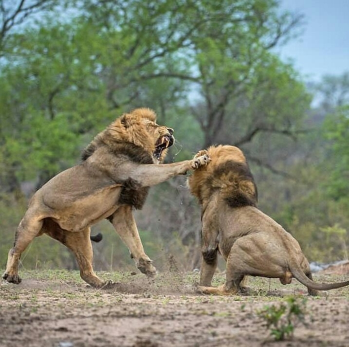 cruel lions