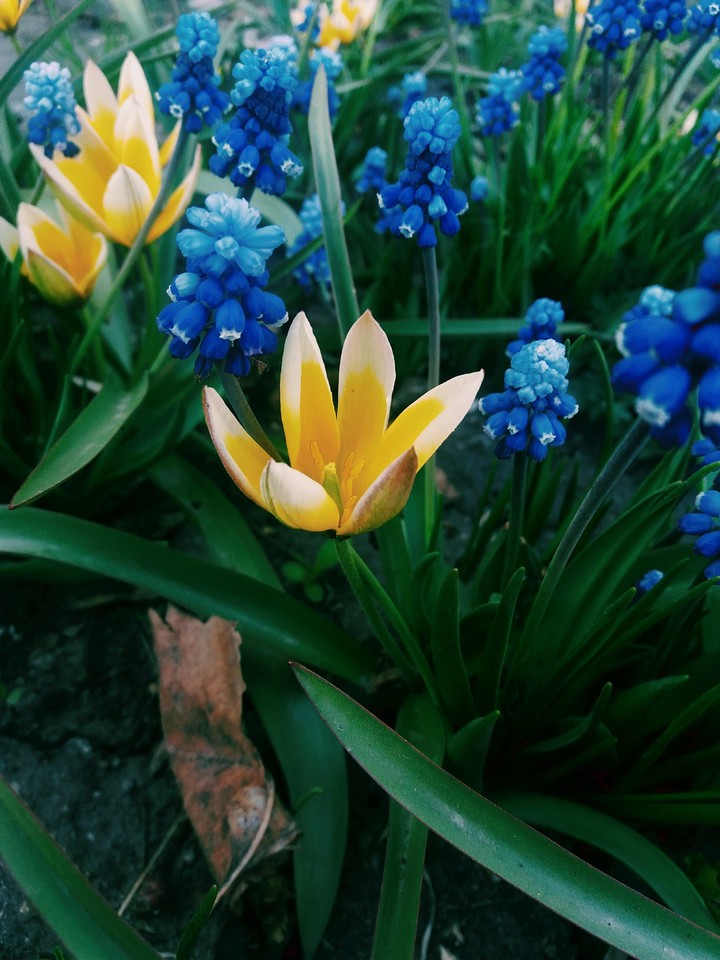Spring
