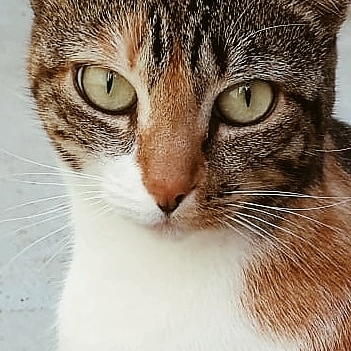 Gato