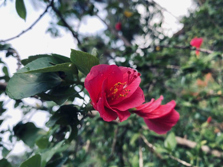 hibiscus