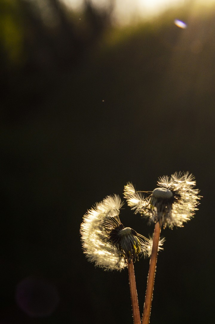 Dandelion