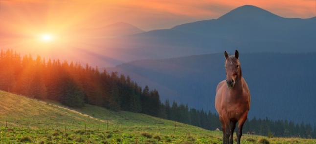 Horses