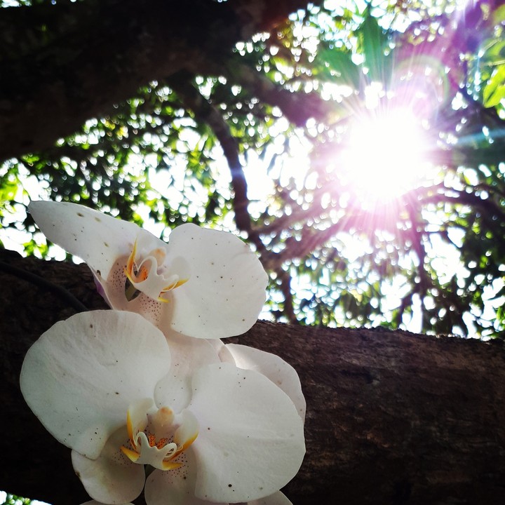 orquídea na árvore com raios solares coloridos