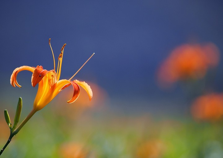flor naranja