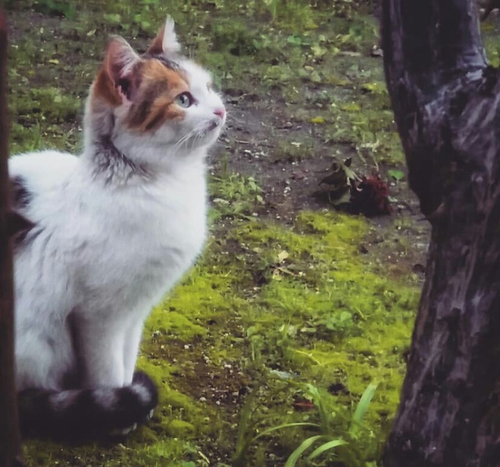 Mysterious Cat