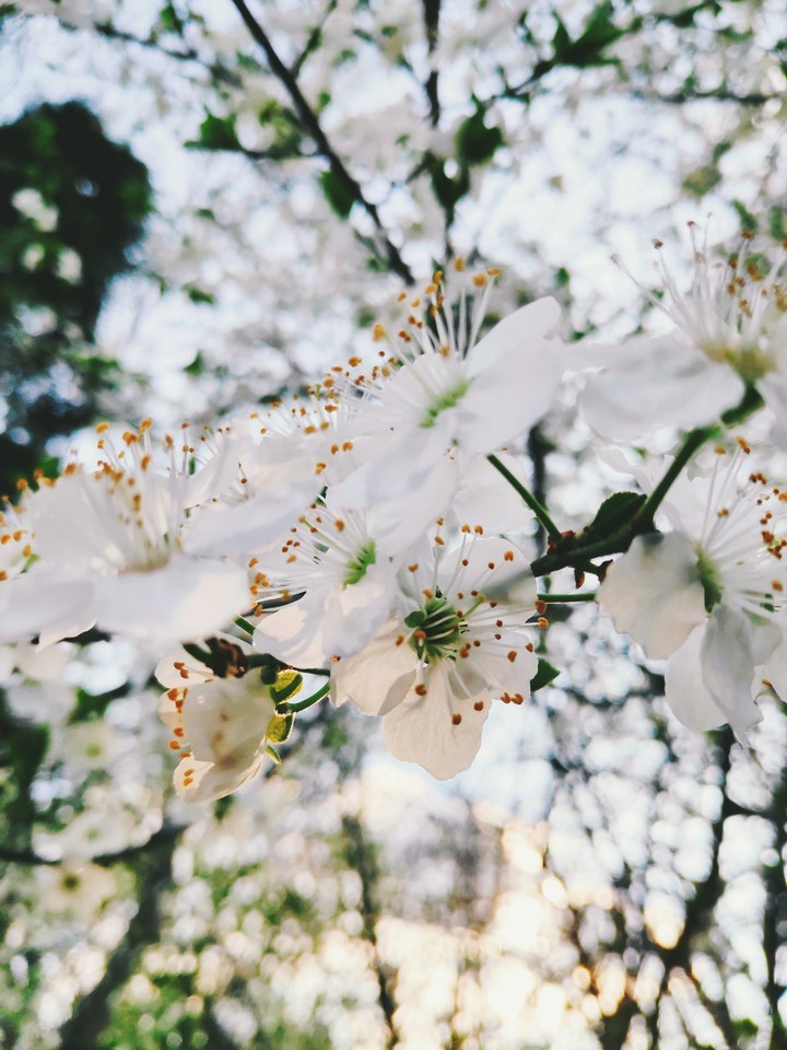First fragrance of spring