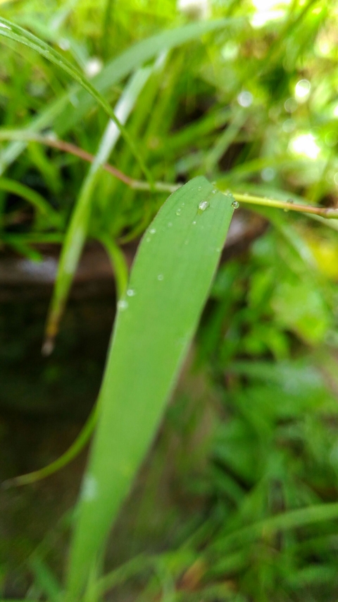 nature
