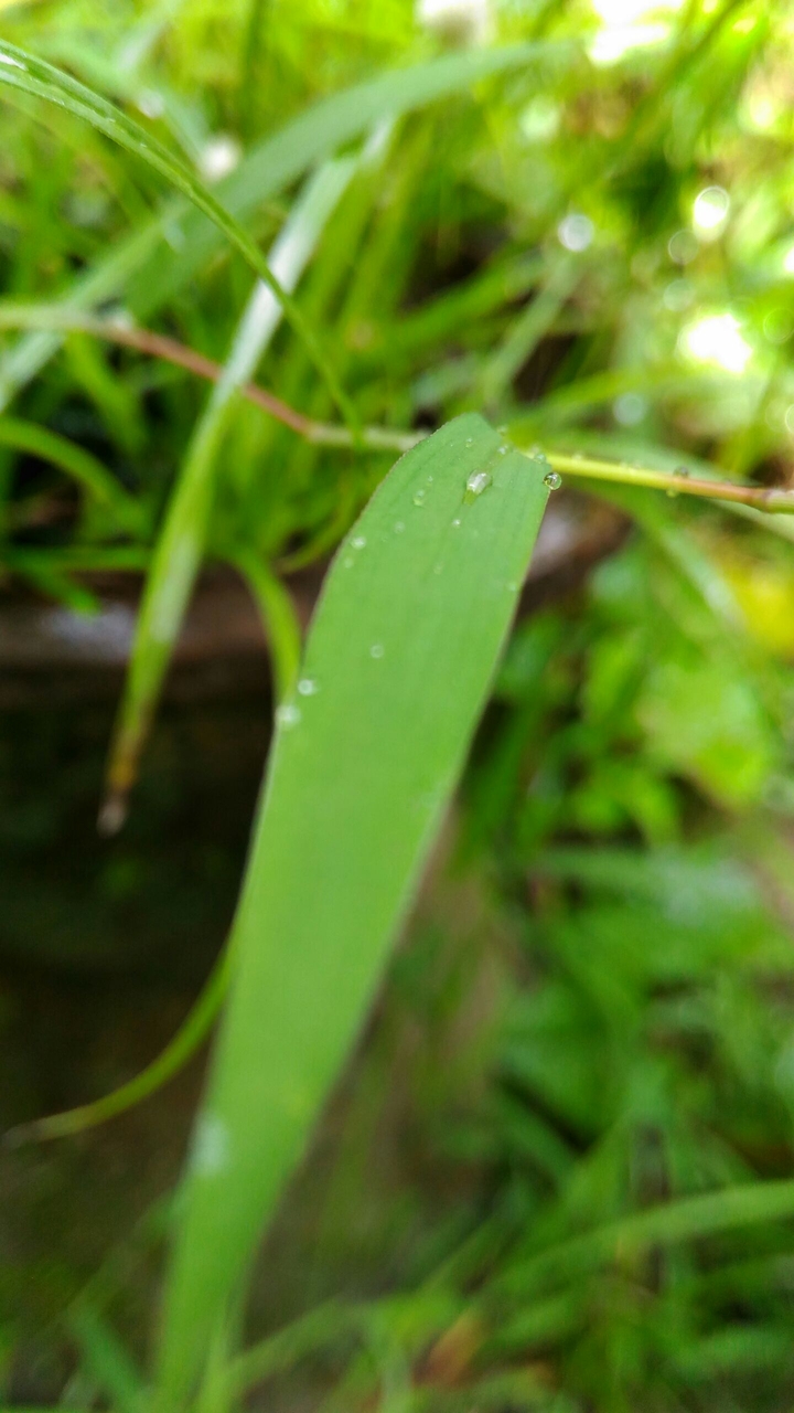 nature