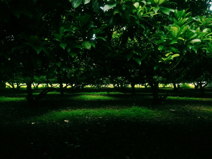 nature love