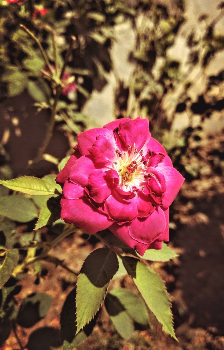 flower