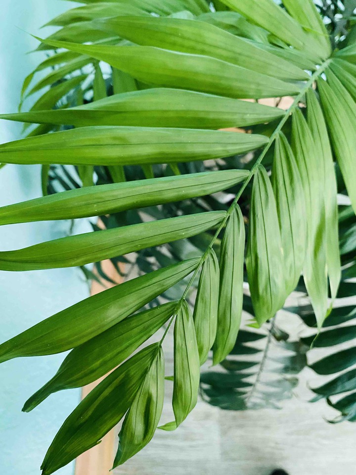 plant