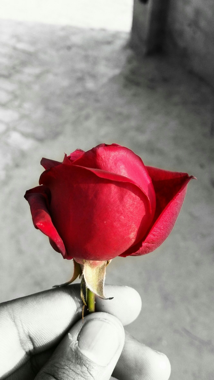 Rose
