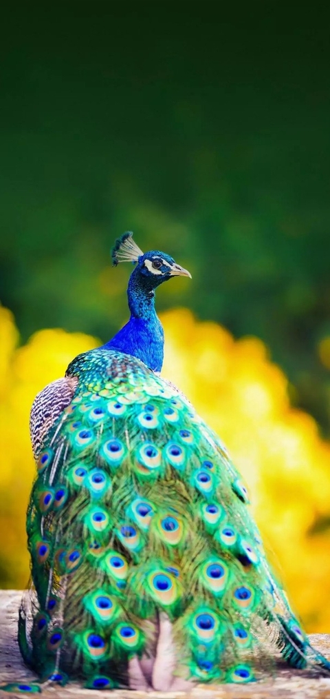 Animali