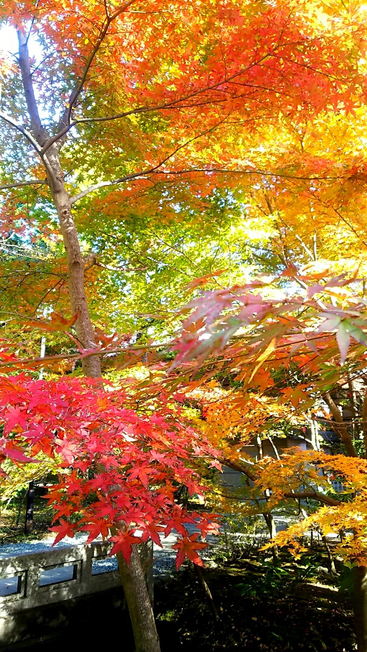JAPAN KAMAKURA Colored leaves