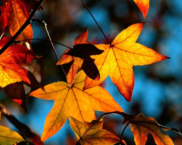 Leaves