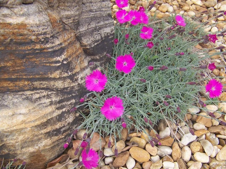 pink flowers