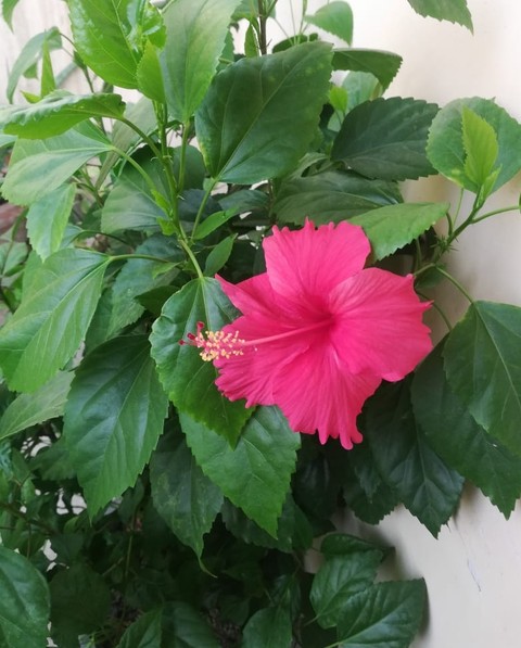 Hibiscus