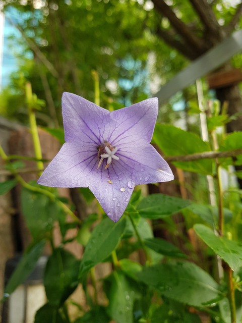 a flower