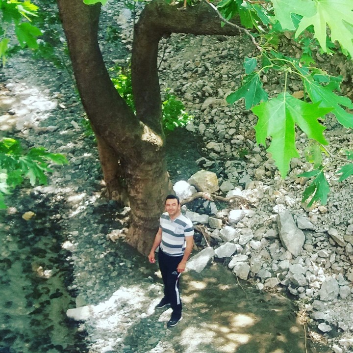 tree to tree