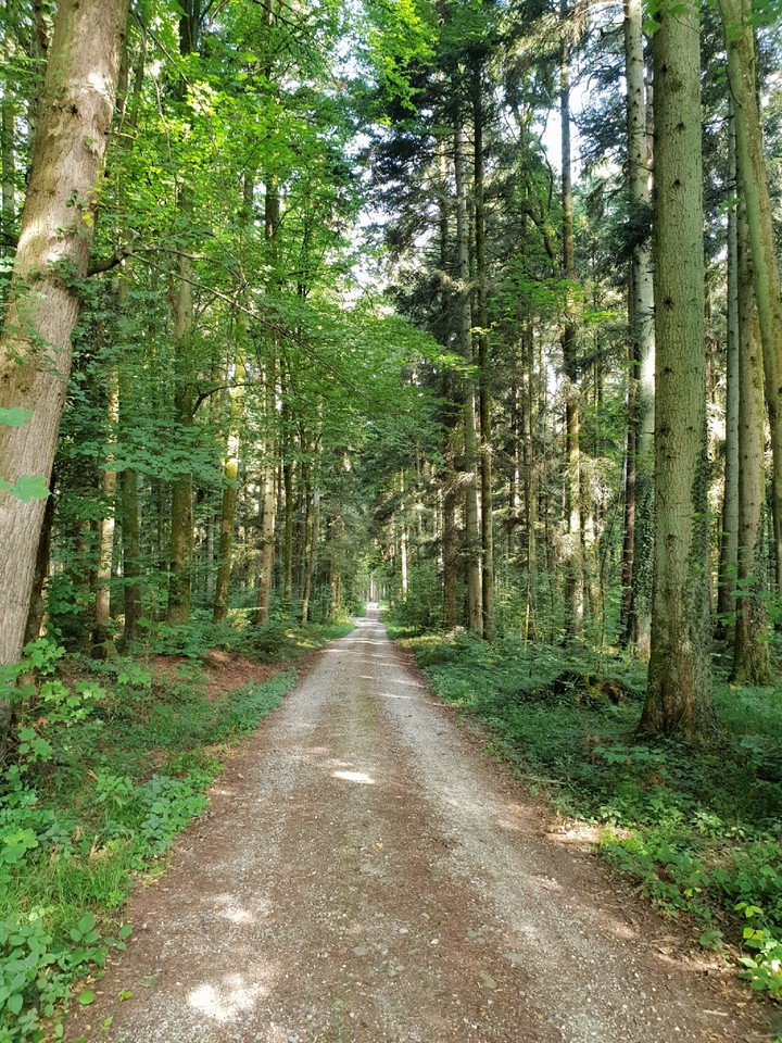 Forest Path