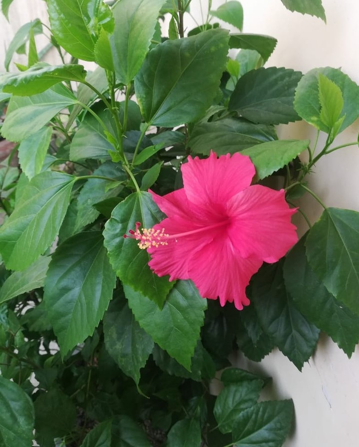 Hibiscus