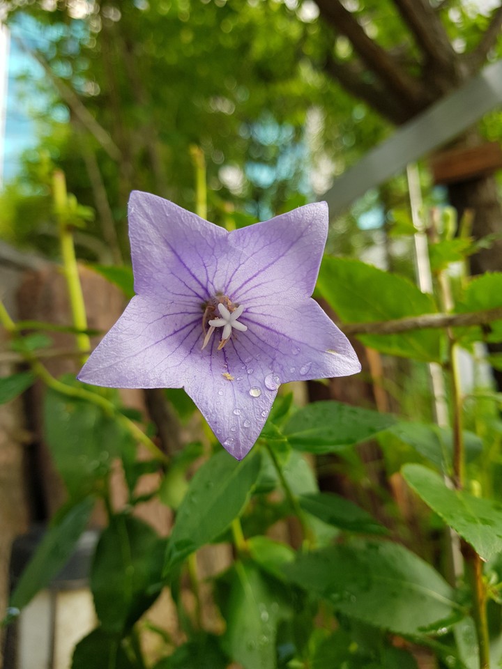 a flower