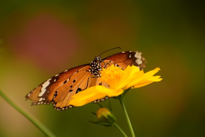 Butterfly Close Up