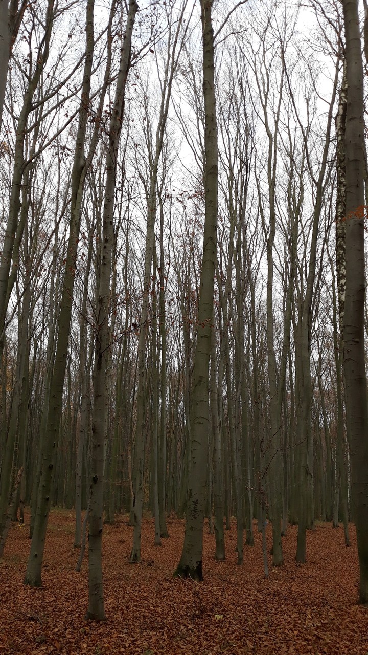 ліс