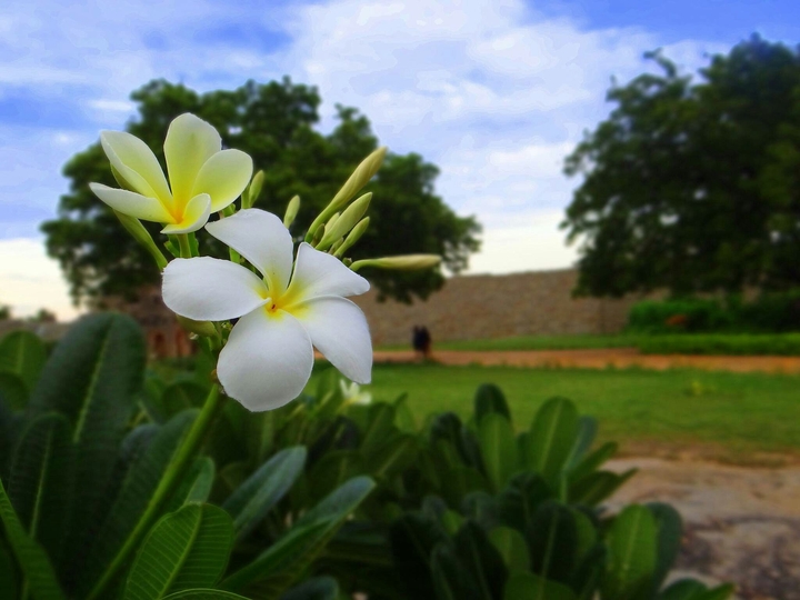 Flower