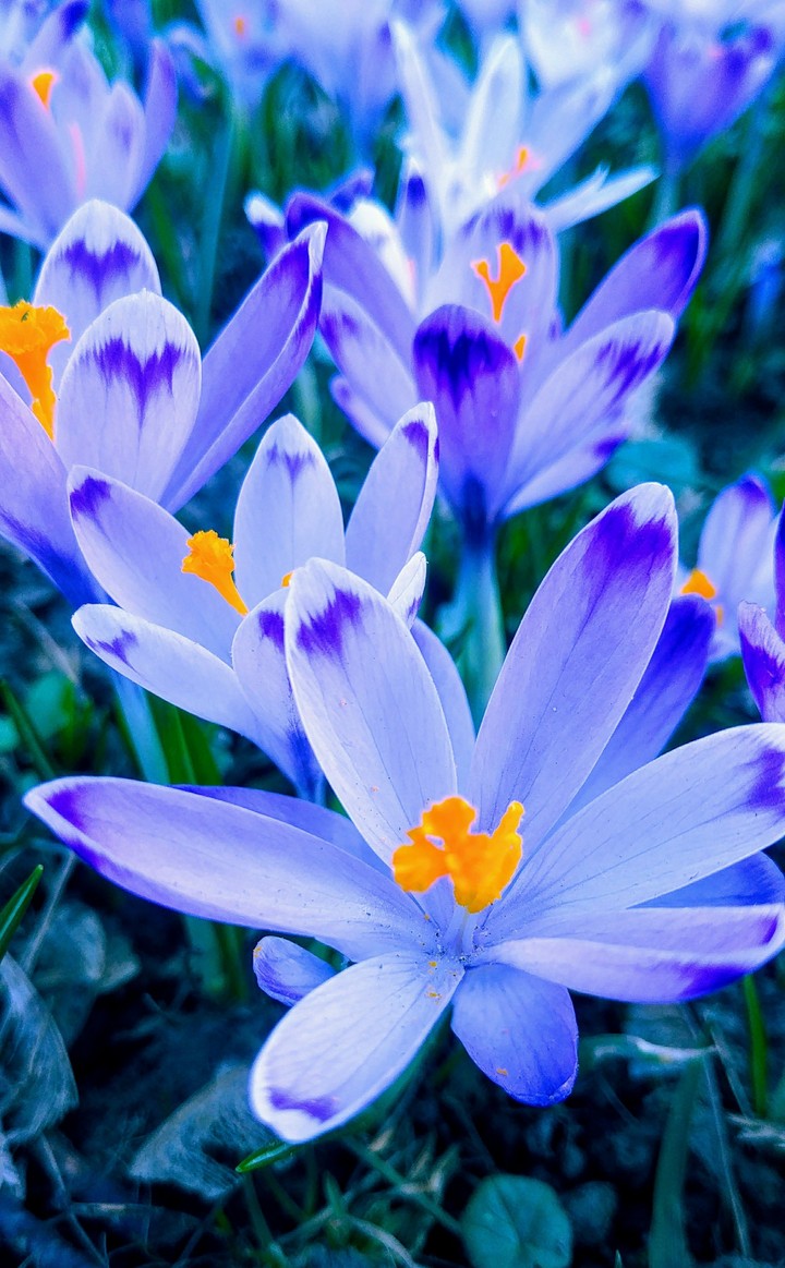 Astonishing blue flowers..