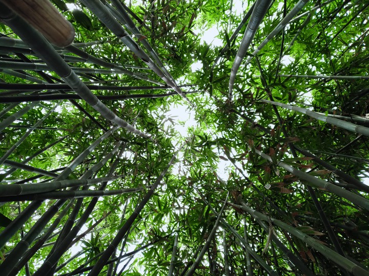 bamboo