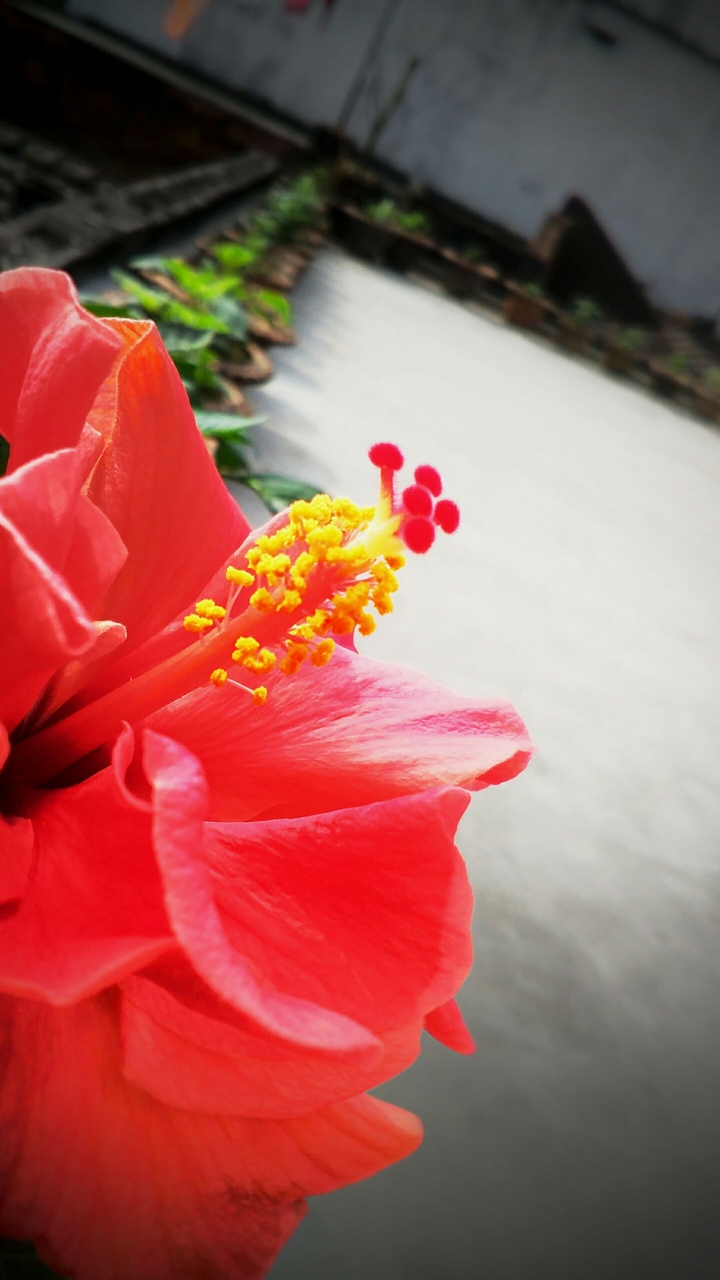 Hibiscus