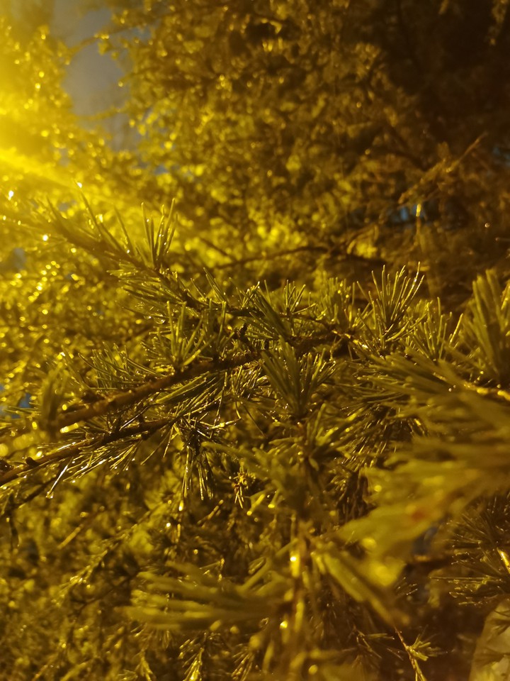 after rain