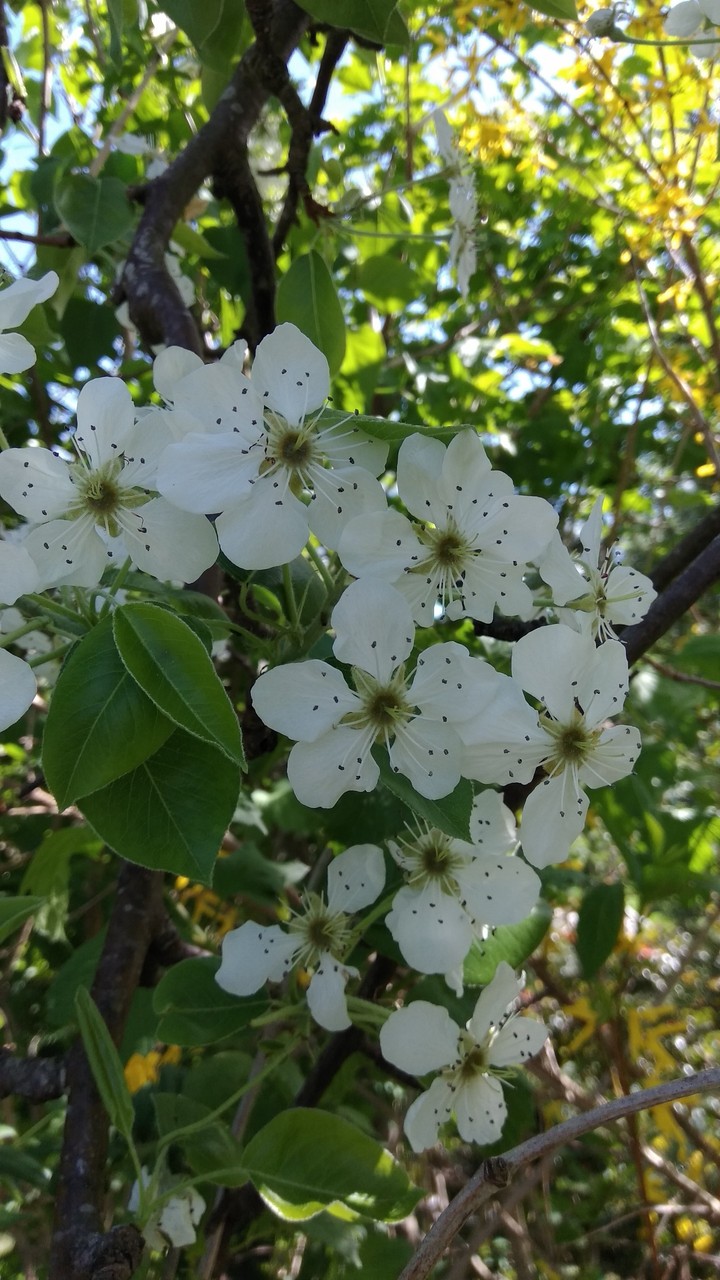 Flowers #Alina