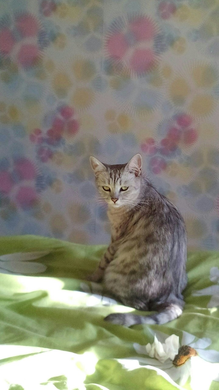 лиза