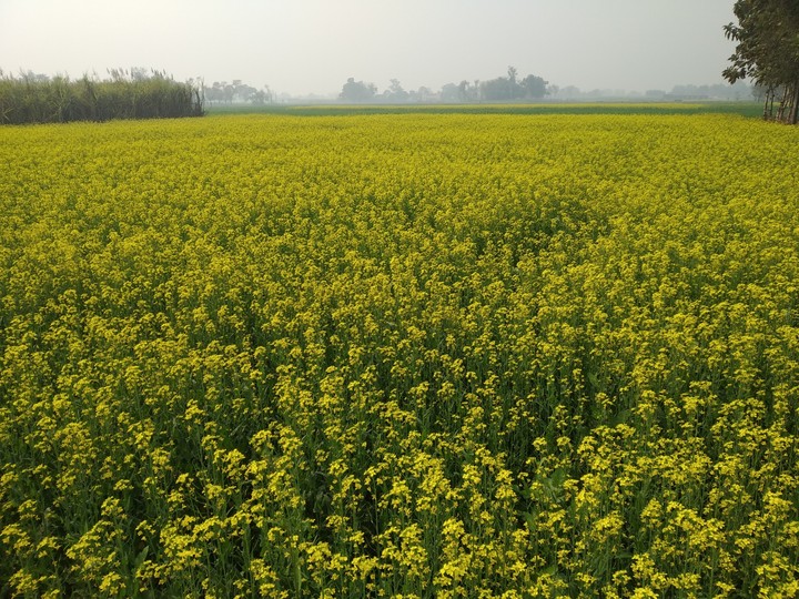Mustard Farm...
