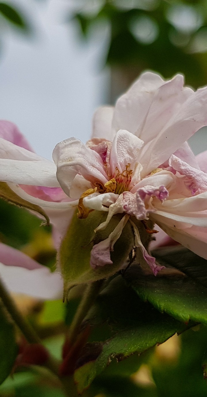 What a beautifil flower