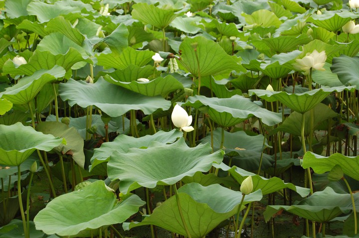 연꽃1