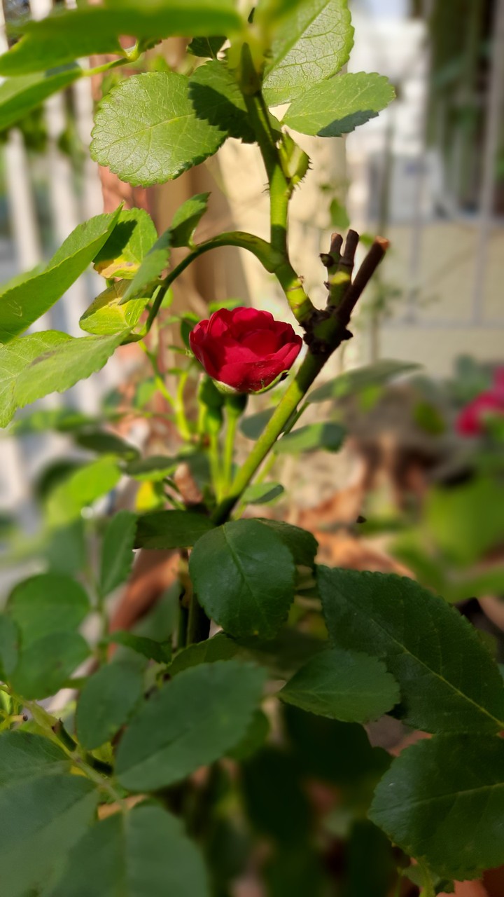 budding