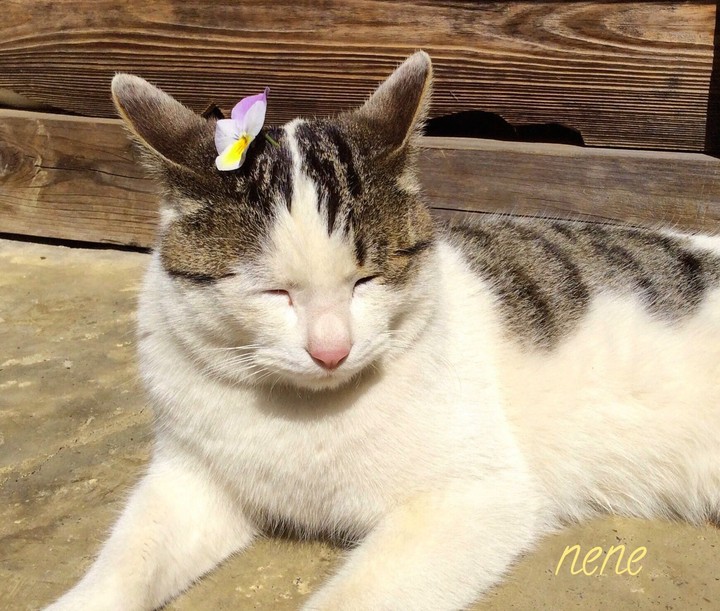 행복한 고양이