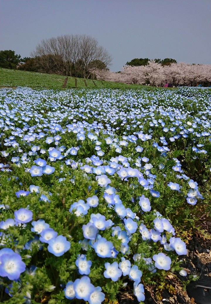 blue flowers