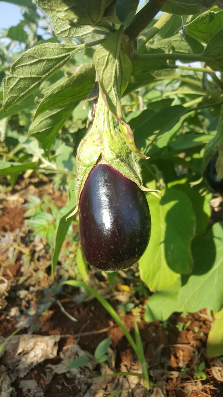 Farm / Vegetables