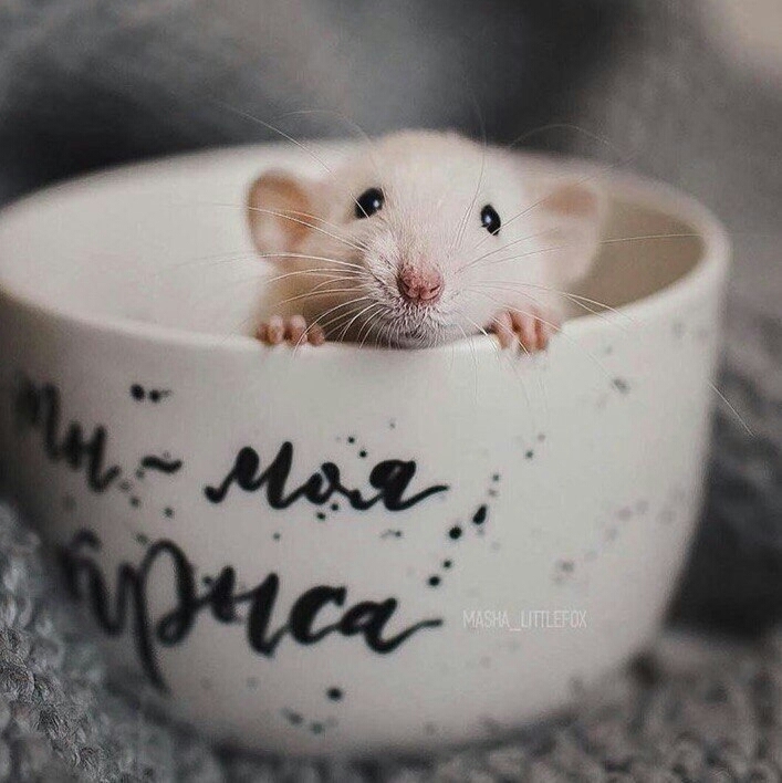 mouse in the cup