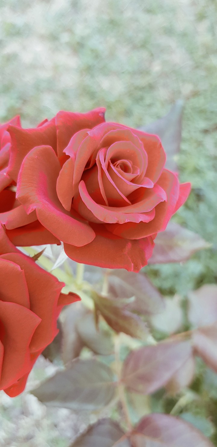 Red Rose 4
