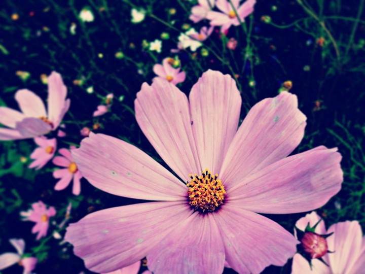 flower